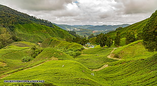 aerial view of green grass field, cameron highlands, malaysia HD wallpaper