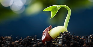 selective focus photography of fresh seedling growth HD wallpaper