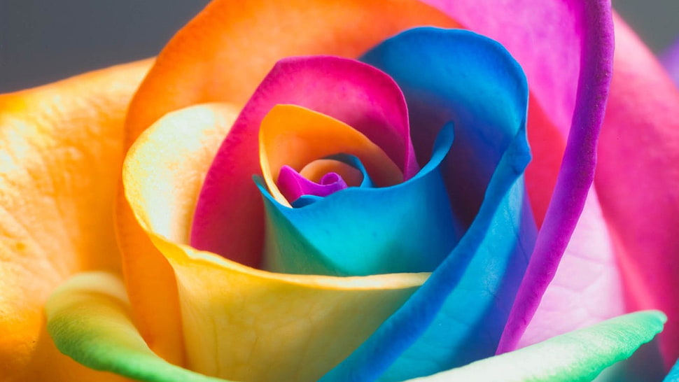 multicolored rose photo HD wallpaper