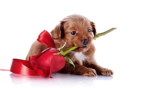 dark Golden Retriever puppy biting red rose flower