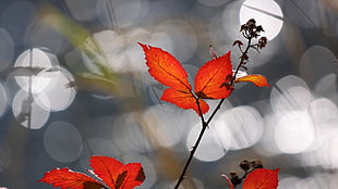 red leaf, nature HD wallpaper