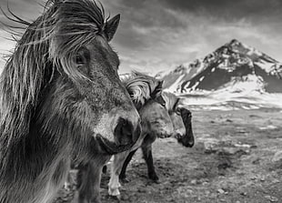 four horses grayscale photo