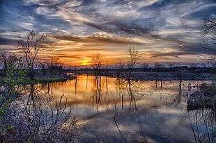 trees on body of water during golden hpour