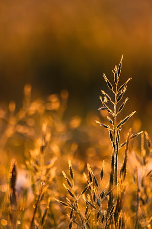 photo of brown grass during daytime HD wallpaper