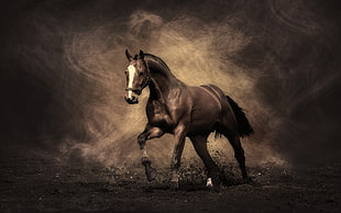 photo of white and black horse