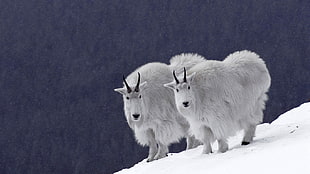 two gray mountain goats, nature HD wallpaper