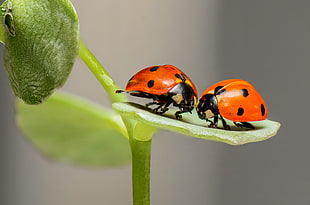 two ladybugs on green leaf plant in selective focus photography