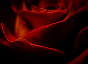 close-up photography of red Rose flower