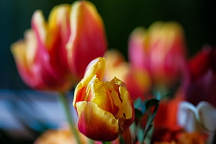 yellow-and-red flower tiltshift photography HD wallpaper