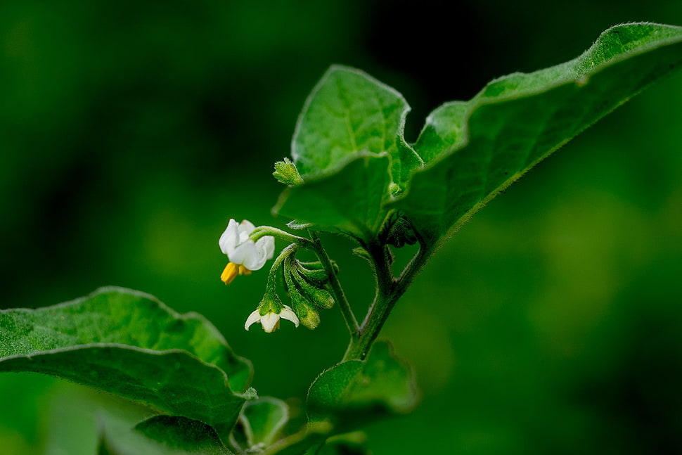 white petal flower autofocus photography, turkey berry, solanum torvum HD wallpaper