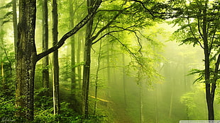 green forest, nature