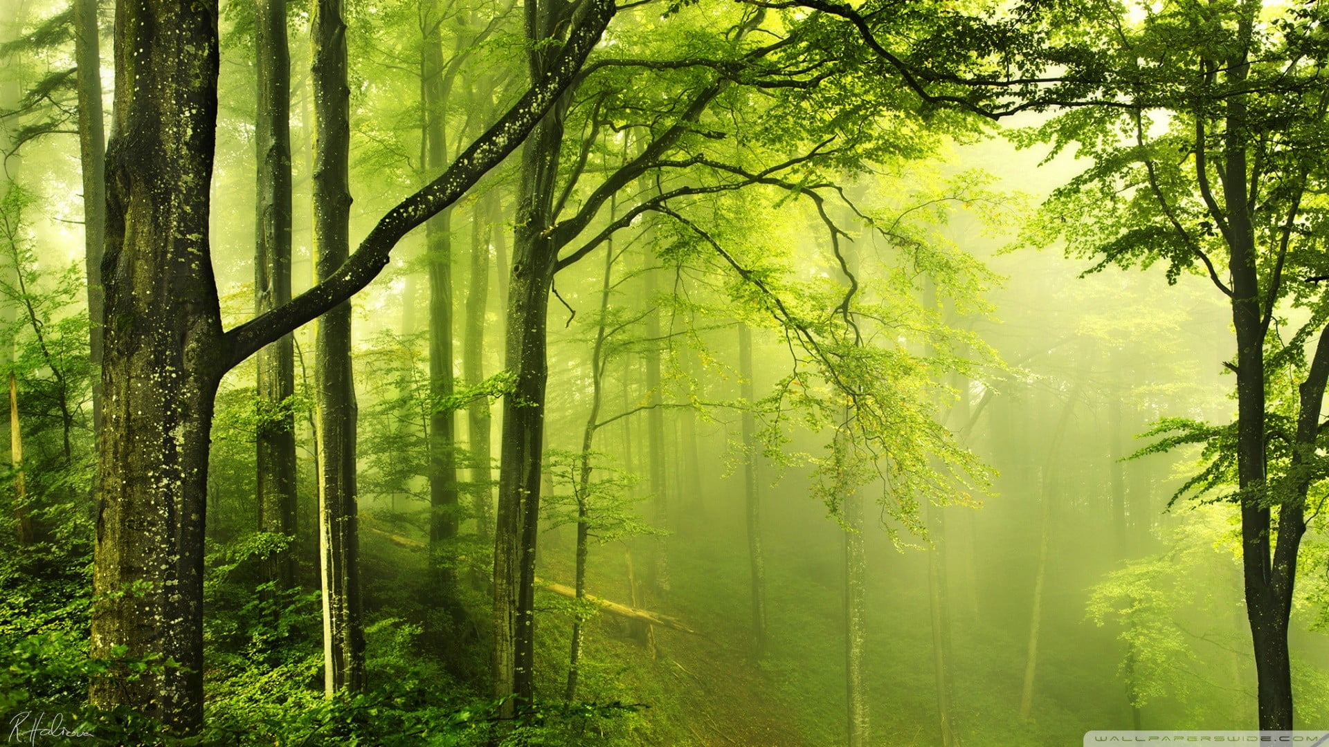 Online Crop Green Forest Nature Hd Wallpaper Wallpaper Flare