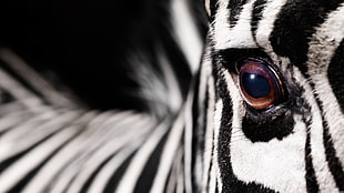 black and white fur textile, animals, macro, zebras