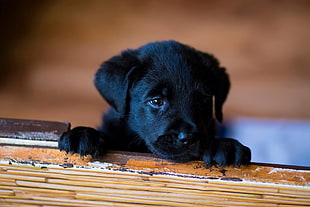 black Labrador Retriever puppy HD wallpaper