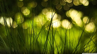 grass with bokeh lights