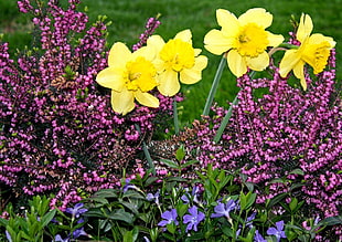 macro photography yellow petaled flowers