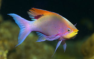 yellow and pink pet fish, animals, fish