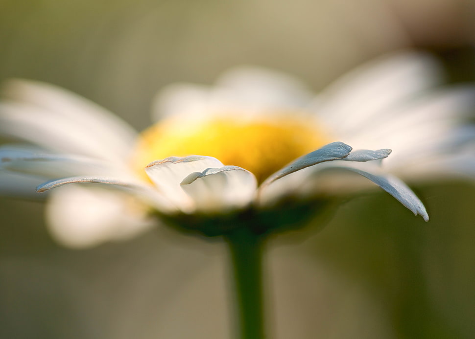 white daisy flower close-up photography HD wallpaper