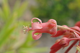 close up view of pink petal flower