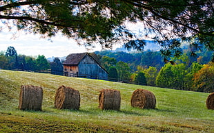 brown hay on field