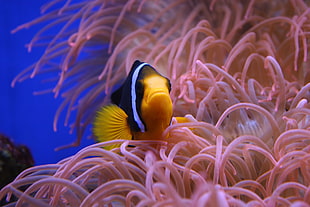 clown fish under the sea photography HD wallpaper