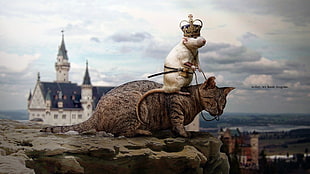 white rat riding on brown tabby cat, fantasy art