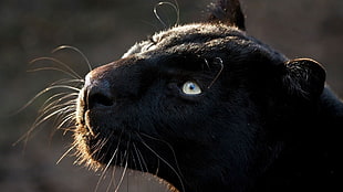 black Panther HD wallpaper