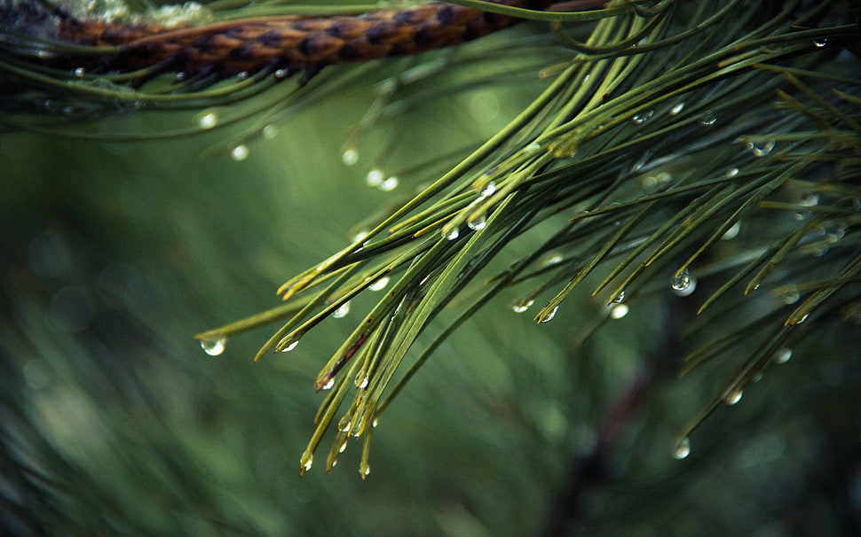pine tree leaves, trees, nature, plants, tree trunk HD wallpaper