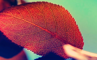 red leaf, macro, leaves, red, plants HD wallpaper