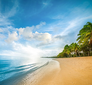 green coconut trees, beach, sand, sea, palm trees