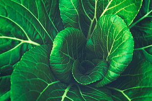 green leaf plant, Chinese cabbage, Leaves, Vegetable