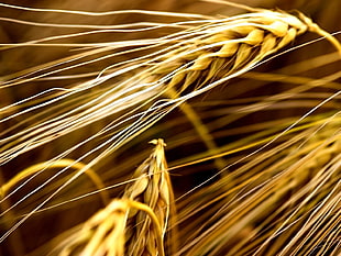 wheat during daytime