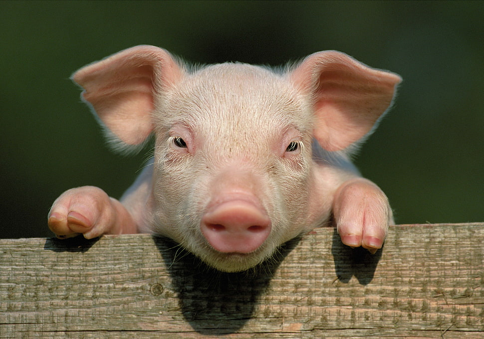 selective focus photography of piglet HD wallpaper