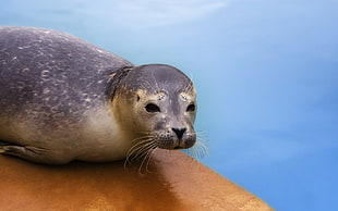 photo of Sea Lion during dayrime HD wallpaper