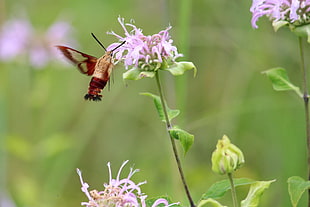 red and brown winged insect on pink petaled flower, hummingbird, moth