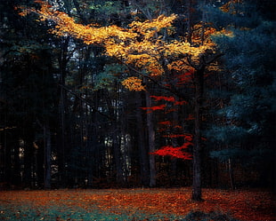 forest painting, nature, landscape, fall, colorful
