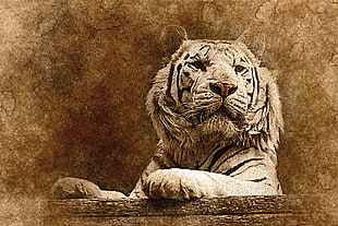 albino tiger, Tiger, Art, Muzzle HD wallpaper