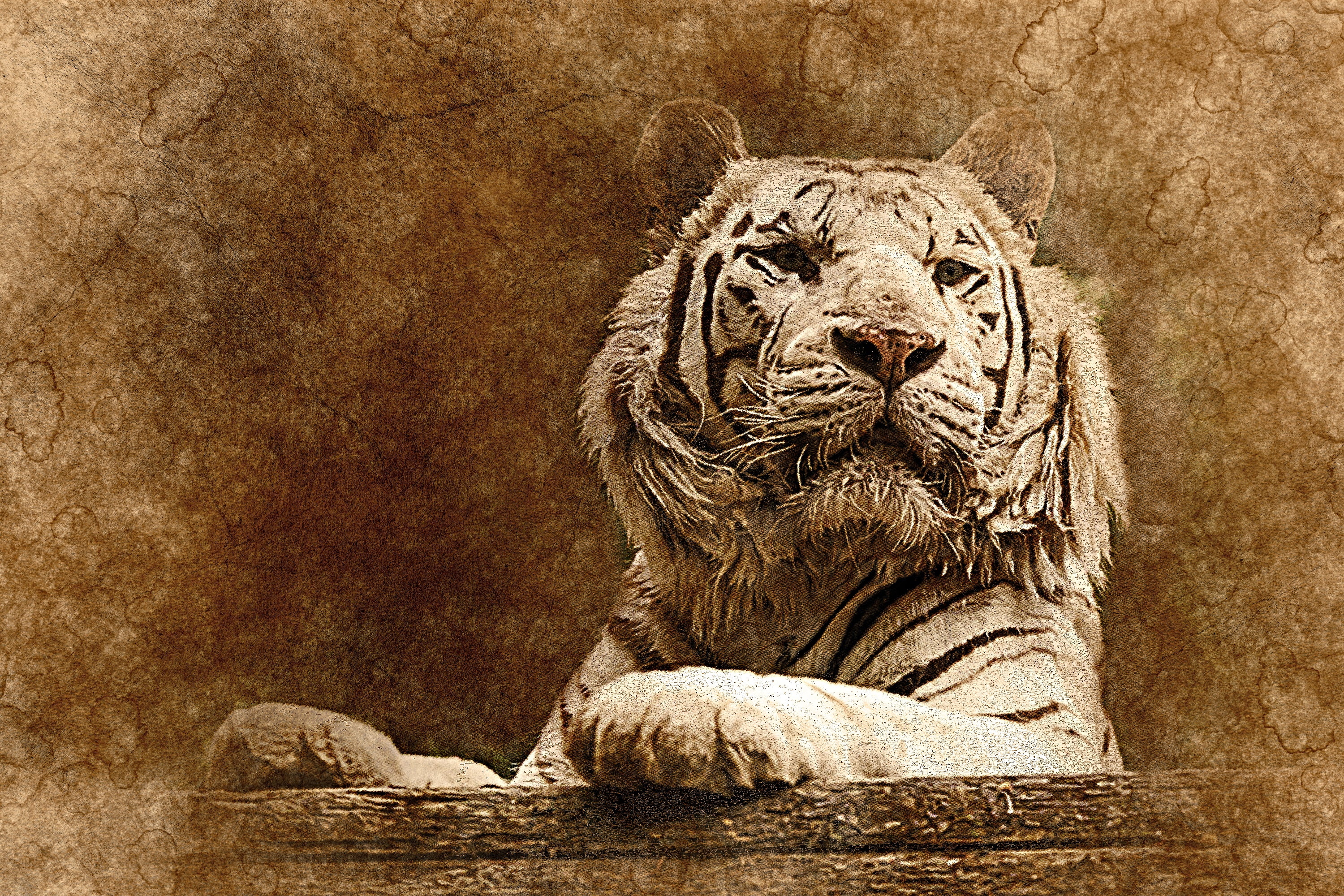 albino tiger, Tiger, Art, Muzzle