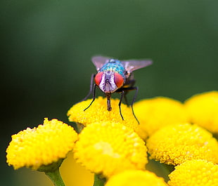 selective focus photo of red and blue flea on yellow petaled flower