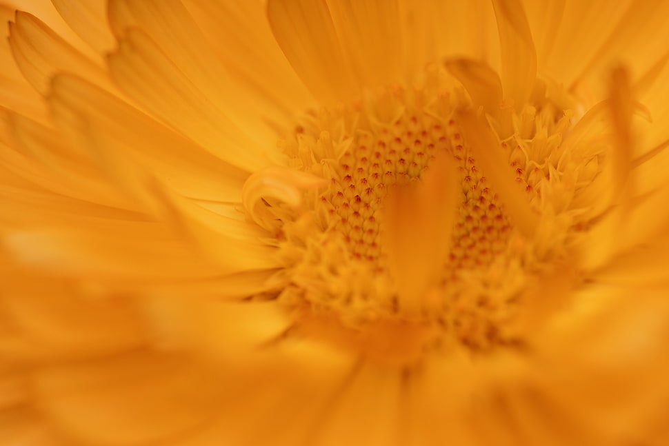 photo of yellow flower bud HD wallpaper