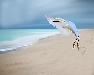 photo of white Flamingo on seashore, great egret