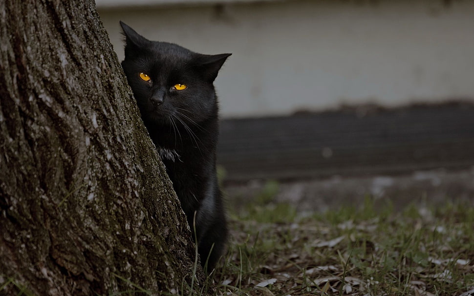 black cat beside tree HD wallpaper
