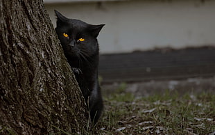 black cat beside tree