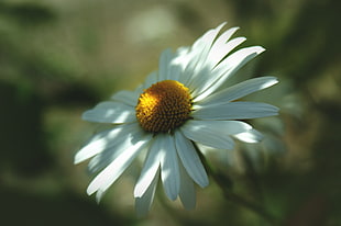selective focus photography of white Daisy flower during daytime