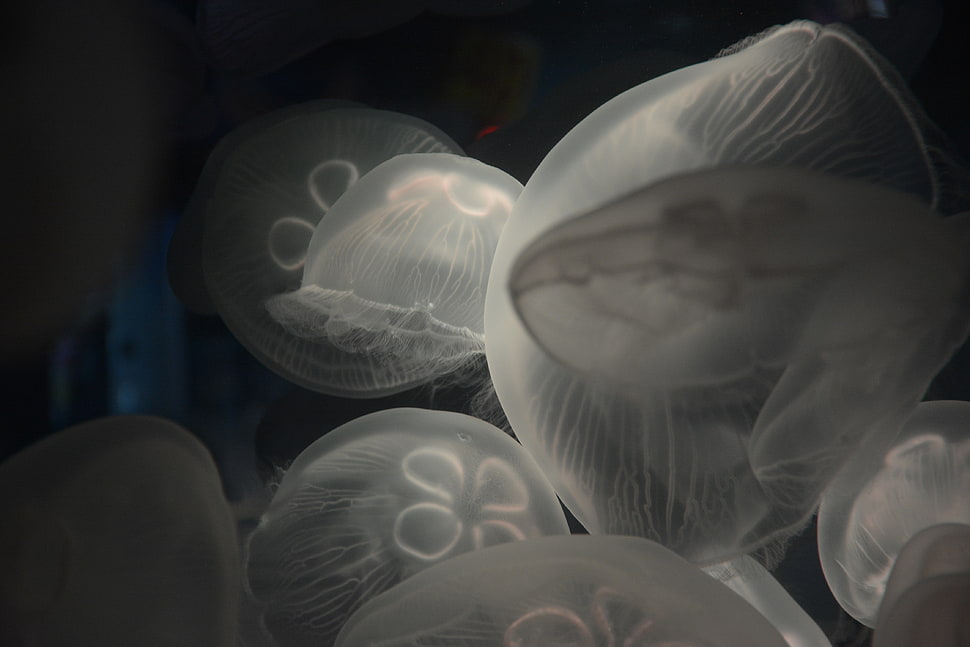 closeup photo of jellyfish HD wallpaper