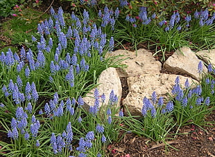 purple Lupine flowers