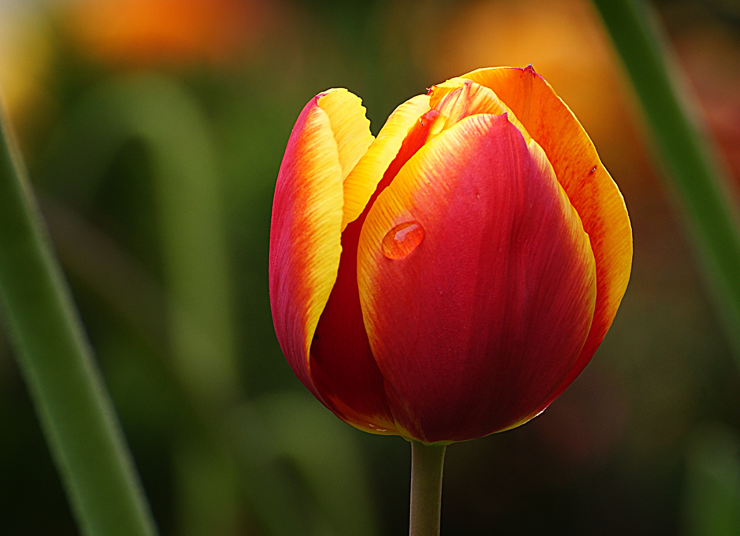 red and yellow petaled flower in macro short, tulip.