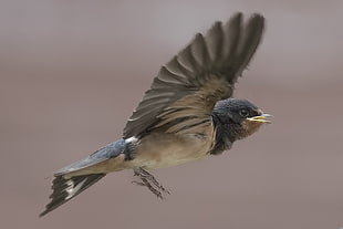 focus photography of gray feathered bird, hirondelle
