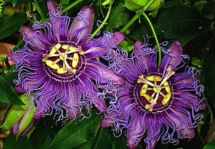 purple Passion flowers in closeup photography HD wallpaper