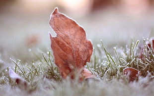depth of field photography of brown leaf